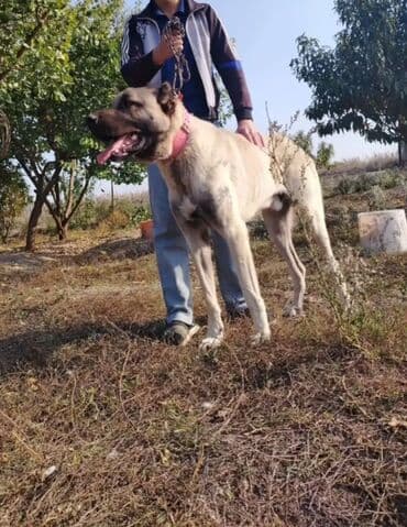 canavara oxsayan it: Kanqal, 1 il, Erkek, Ünvandan götürmə — 1