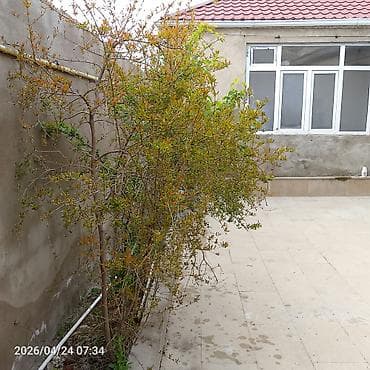 Masazır 3 otaqlı, 9 kv. m — 3