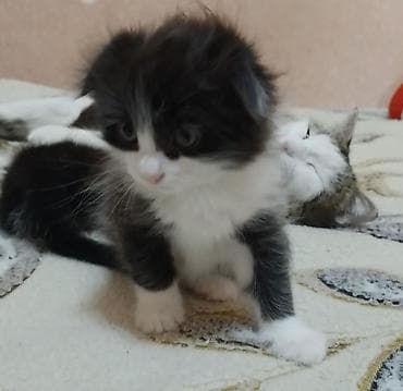 Yumşaq tüklü, qara-ağ rəngli balaca pişik balası. Üzündə və sinəsində