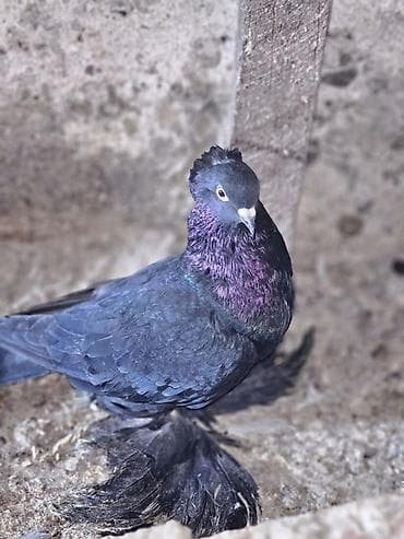 Changan: Cemi 3 qusdur.2si hazir cutdu biride onlardan cixma maya qusdur. Cute — 3