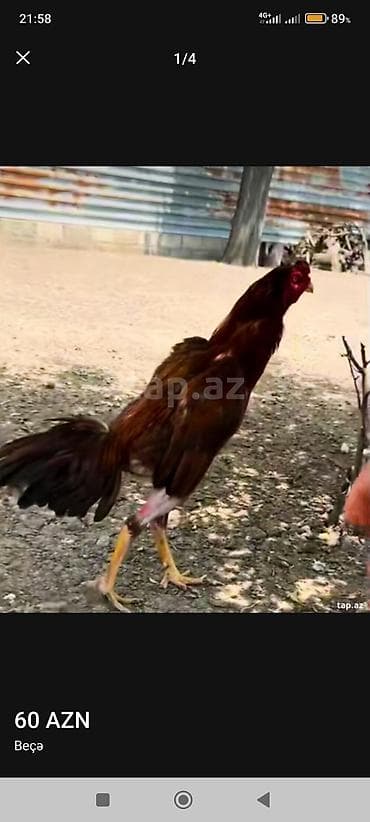 turbo az heyvanlar: Beçə (cücərdən çıxmış cins xoruz) - Rəng: tünd qırmızı-qəhvəyi — 1