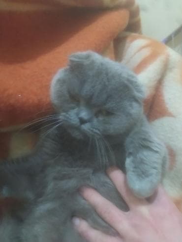 alabay itlerin satisi: Şotland yastı qulaq — 2