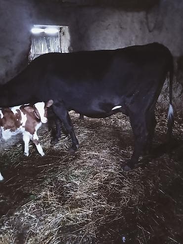 inək satşı: Südünə gəlmiş inək buzovu ilə birlikdə. hevan 3 memedi 4200 deylir — 1
