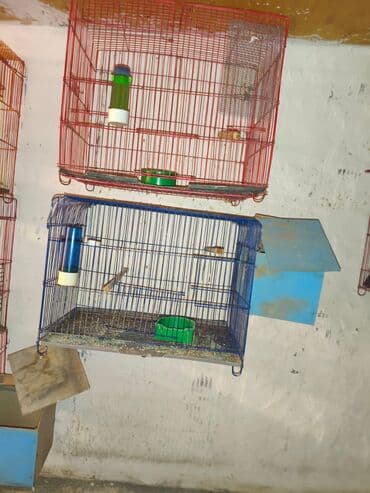 Quş qəfəsləri – müxtəlif ölçülərdə 1Ədədi-10AZN Məhsul təsviri: - lalafo.az -da Quş qəfəsləri – müxtəlif ölçülərdə 1Ədədi-10AZN Məhsul təsviri: -