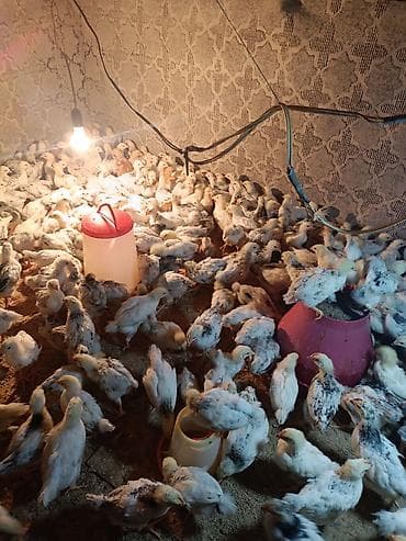 ordək balası və cucə: Toyuq cücələri, Ətlik — 2