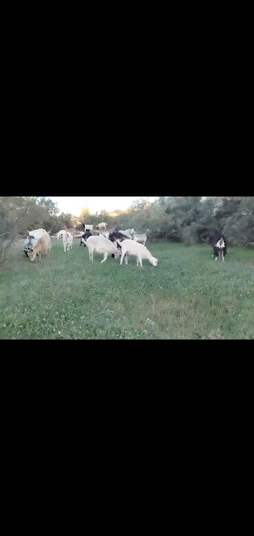 sort keciler: Məhsul: Keçi sürüsü Təsvir: - Şəkillərdə müxtəlif rəng və ölçüdə (ağ — 1