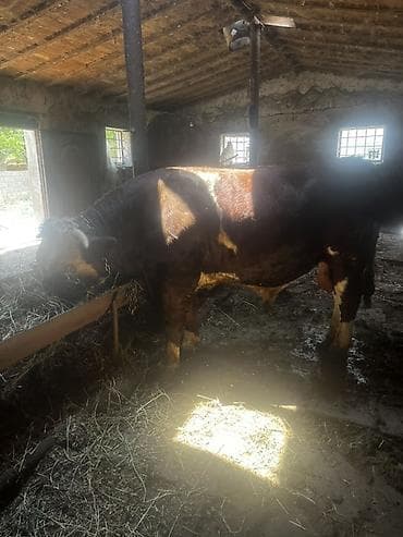 Inəklər, öküzlər: Satlıq erkək mal-qara – ətinliyə uyğun iri cüssəli heyvan — 2