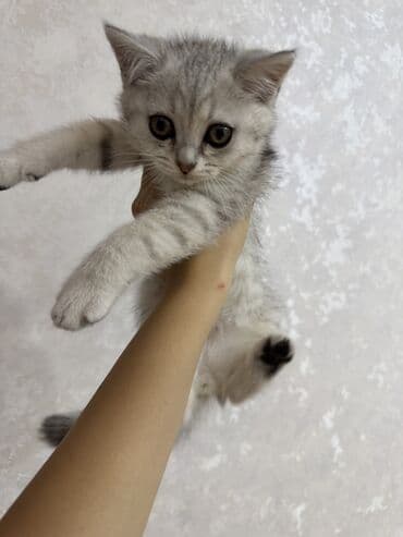 мейн кун купить в баку: Amerikan Shorthair — 8