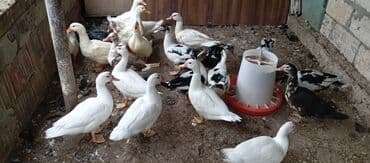 lal ördək balasi: Satılır kim istəsə zakaz edə bilər.Ünvan Biləsuvar — 1