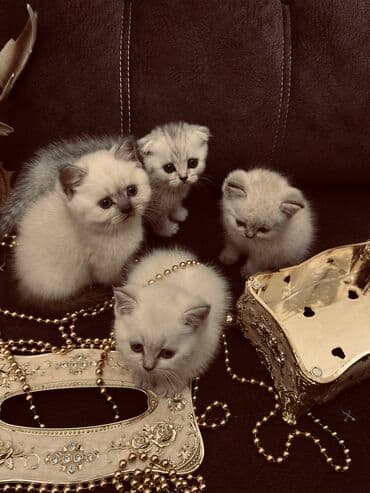 Şinşilla, Erkək, Dişi lalafo.az -da Şinşilla, Erkək, Dişi