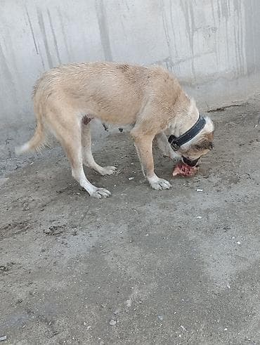 pulsuz it verirem: Alabay — 2