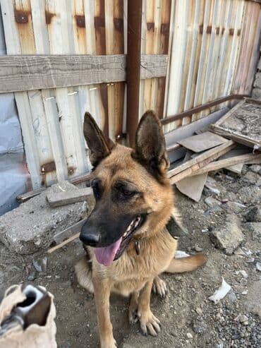 немецкие овчарки щенки купить: Немецкая овчарка, Самка — 4