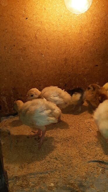 çüçələr: Qırmızı kanada hinduşka cücesi və yumurta satılır 1 metirden hündürdü — 4