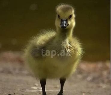 col qazi: Məhsul: Qaz balası (cücə) Təsvir: - Sıx, yumşaq tüklü, sağlam — 1