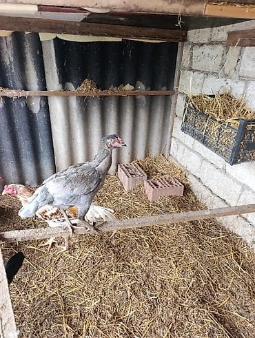 itlərin cütləşmə vaxtı: Legv edirem diye satiram. yaxwi heyrati istiyenler narahat etsin — 4