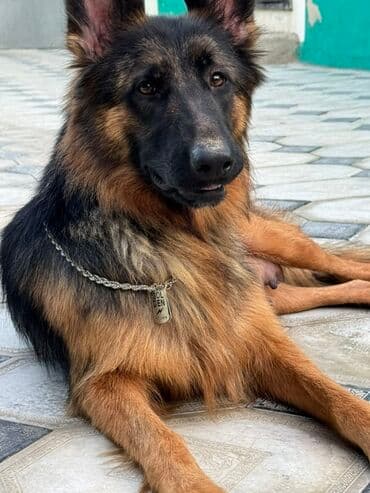 Alman çoban iti, 1 il, Dişi lalafo.az -da Alman çoban iti, 1 il, Dişi