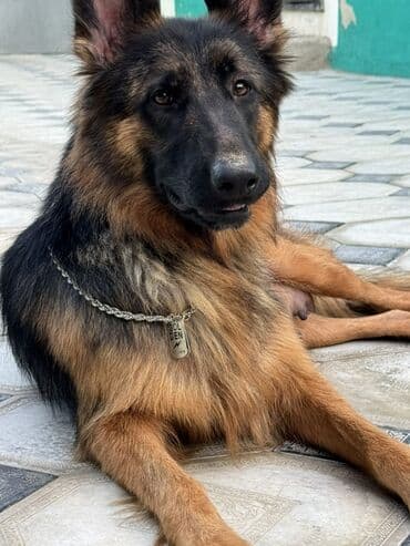 şpiç iti: Alman çoban iti, 1 il, Dişi — 1