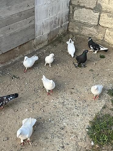 quş üçün qəfəs: 8 dənə göyərcin 2 erkey 6 maya Hamısı birlikdə 30 manat Tək tək — 4
