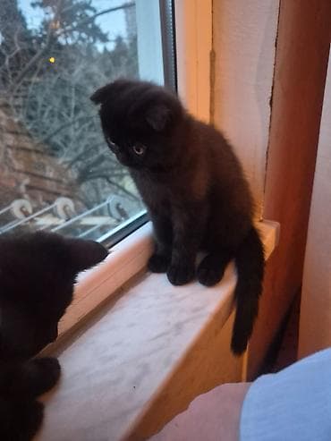 Şotland yastı qulaq, Erkək, Dişi, Yaxşı əllərə, Ünvandan götürmə, Pulsuz çatdırılma, Ödənişli çatdırılma — 6