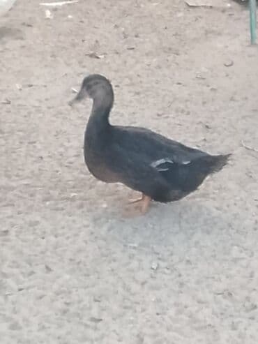 hinduşqa balası: Satılır: ördək sürüsü - Növlər və rənglər: ağ, qara, boz, qəhvəyi və — 6