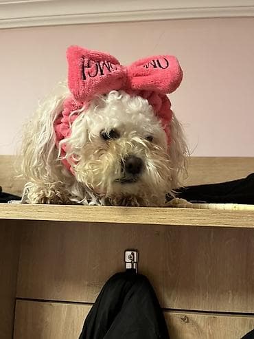 quş qefes: 3 il, Dişi, Peyvəndli, Ödənişli çatdırılma — 4