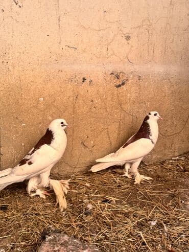 ucuz goyərcinlər: Məhsul: Qanadlı ev heyvanı – saqqallı, lələkləri ayaqlı bəzəkli — 2