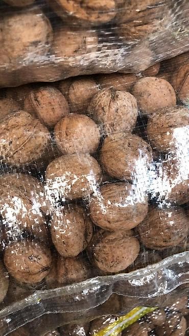 Bal: Məhsul: Qabıqlı qoz (butulkada torbalarda) Krasnadar qozu Topdan — 1