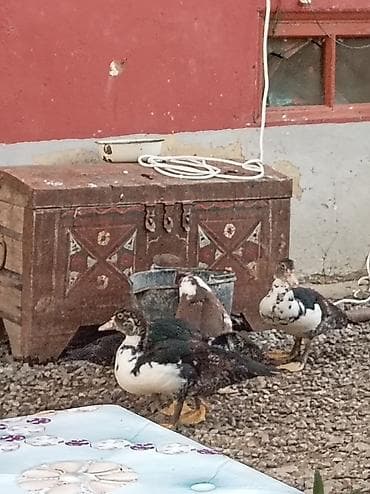 bala it sekilleri: LAL ORDEK BALALARI 2-3 AYLIQ UNVANDAN GÖTURMEDİ 6 DENE — 2