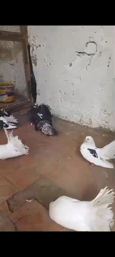 hələb kecilərin qiyməti: Salam pavlinlər satılır Rusiya və Alman sortudu bir ədədi 10 manata — 2