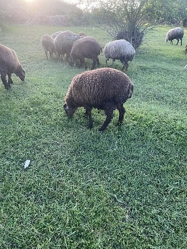 dovşan şəkilləri çəkmək: Qoyun sürüsü – müxtəlif rəngli və yunlu yerli cinslər Məhsul təsviri — 1