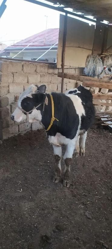 cins buzovlar: Dana, buzov — 2