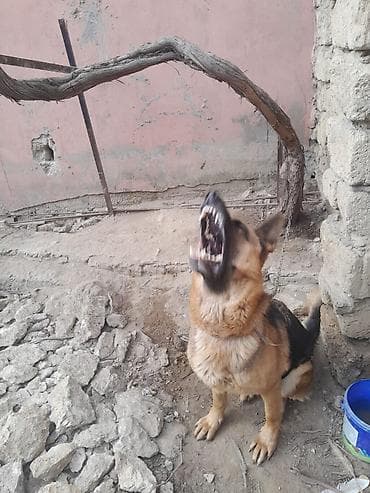 Pişiklər: Alman çoban iti, 3 il, Dişi, Peyvəndli — 10