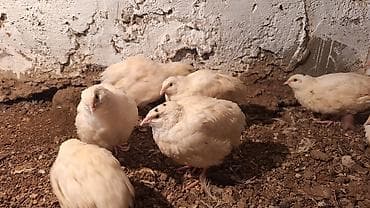 30-35 günlük Texas bildirçinləri satılır.Sağlam və aktivdir, təmiz