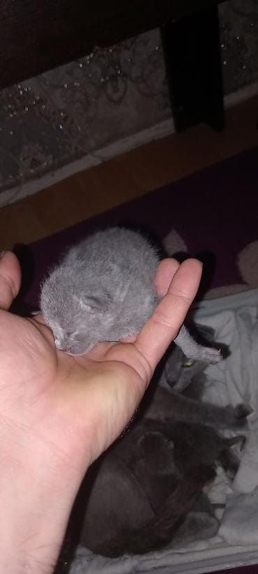 iran pisiyi: Şotland — 2