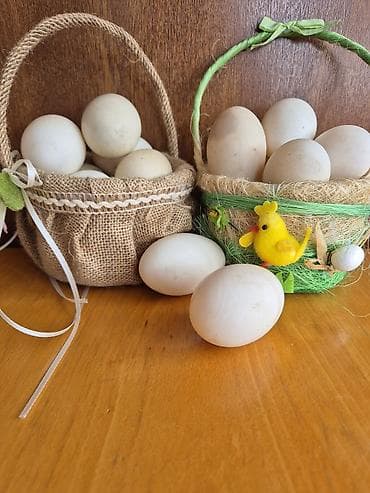 Hərkəsə Salam! Tam mayalı ördək yumurtaları satılır. 100% mayalıdır