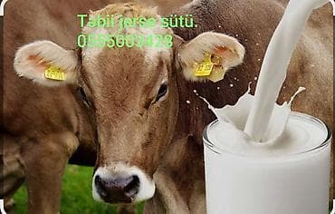 zəfəran yağı: Məhsul: Təbii Jersey inək südü. Qiymət 1l-1.2 m Təsvir: - Jersey — 1