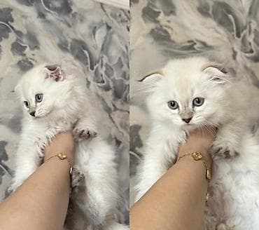 Şinşilla, Erkək, Yaxşı əllərə, Ödənişli çatdırılma lalafo.az -da Şinşilla, Erkək, Yaxşı əllərə, Ödənişli çatdırılma