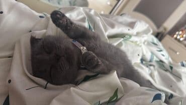 питомники кошек в баку: Шотландская, Самец, Самовывоз — 3