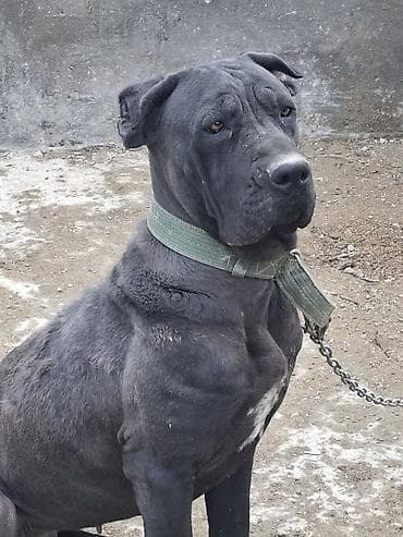 pekines satilir: Kane-Korso, 10 ay — 3