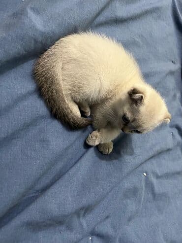 şotlan pişik: Şotland yastı qulaq, Erkək, Dişi, Yaxşı əllərə, Ünvandan götürmə, Pulsuz çatdırılma, Ödənişli çatdırılma — 91