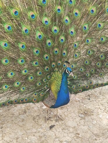 ineklerin satisi: Tovuq quşu satılır 1erlək 1fərə 4illikdilər.tam sağlam.cütü 600m — 8