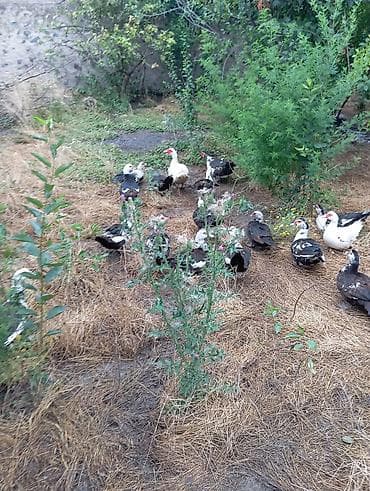 Musk ördəkləri (indo ducks) – müxtəlif rənglərdə sürü 70 fərə 30 — 1