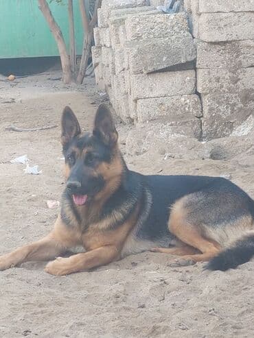 itlər satışı: Alman çoban iti, 1 ay, Erkek, Ödənişli çatdırılma — 9