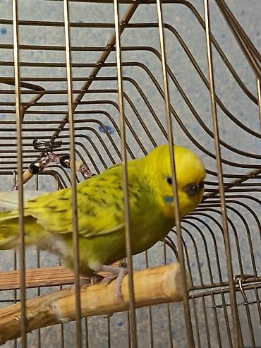 tutuquşu satılır: İki Cüt Tutuquşu Satılıt Bir Cüt Ağ Bir cütdə Yaşıl və Aarı — 3