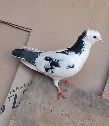 göyercin yuvası: 2 side erkeydi 12 14 tukduler — 5