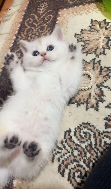 arpa bugda satisi: Şinşilla, Erkək, Dişi — 6