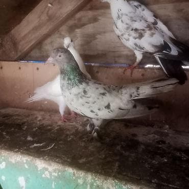 1 eded ebrej maya bir eded qara boyun badam lele maya 2 si birlikde lalafo.az -da 1 eded ebrej maya bir eded qara boyun badam lele maya 2 si birlikde