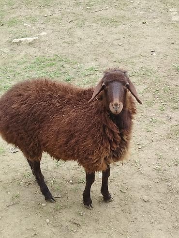 Yemlər: Salam Allah hamının malına bərəkət versün! Şəkildə gördüyünüz quzular — 3