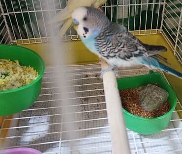 ağ xasqi: Bəslənilmiş dalmaçalı naxışlı, mavi-ağ rəng çalarlarında dalğıc — 1