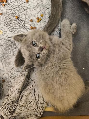 Şotland lalafo.az -da Şotland